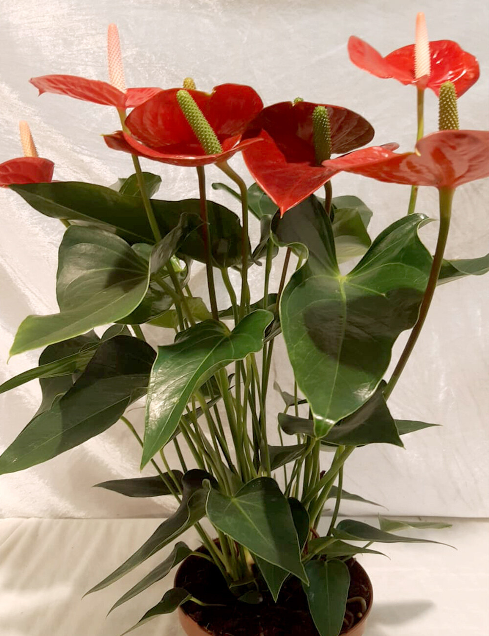 Anthurium