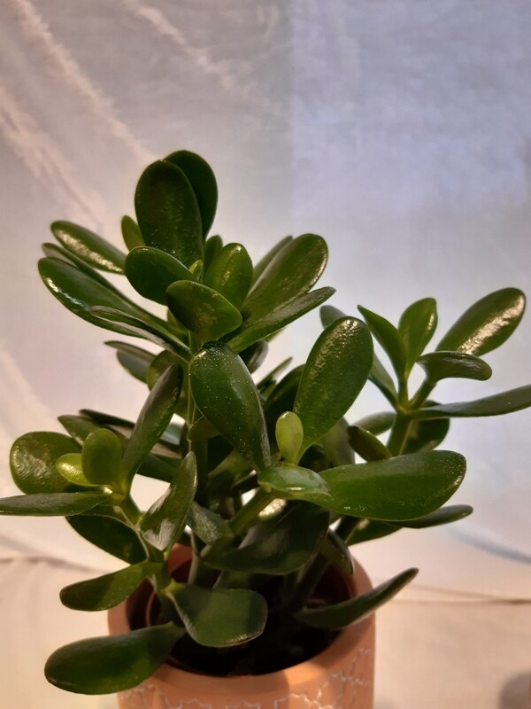 CRASSULA
