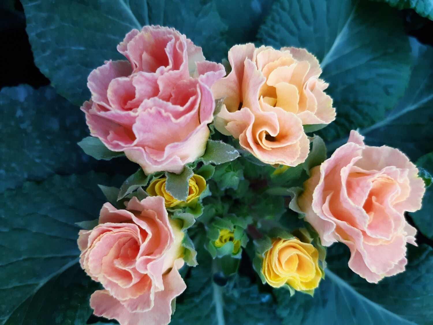 Kissenprimel gefüllt