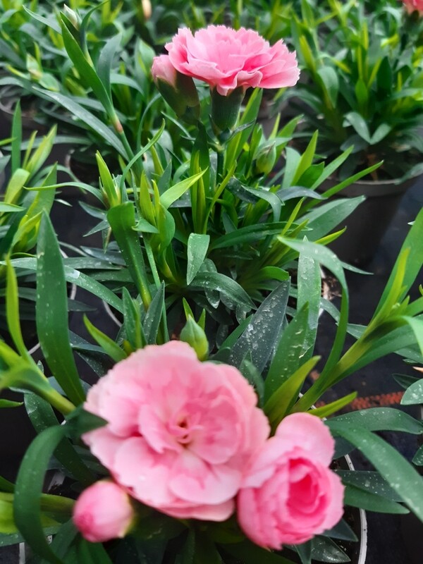 Topfnelke Dianthus chinensis T10
