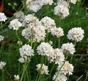 Grasnelke Armeria maritima