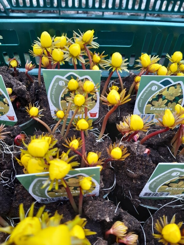 Winterling Eranthis hyemalis