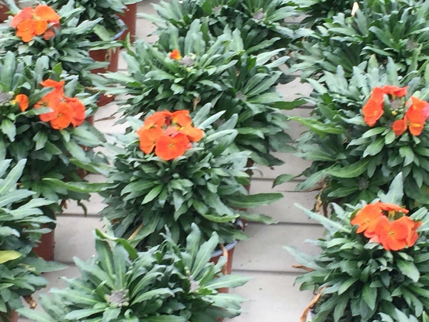 Goldlack Erysimum suffruticosum