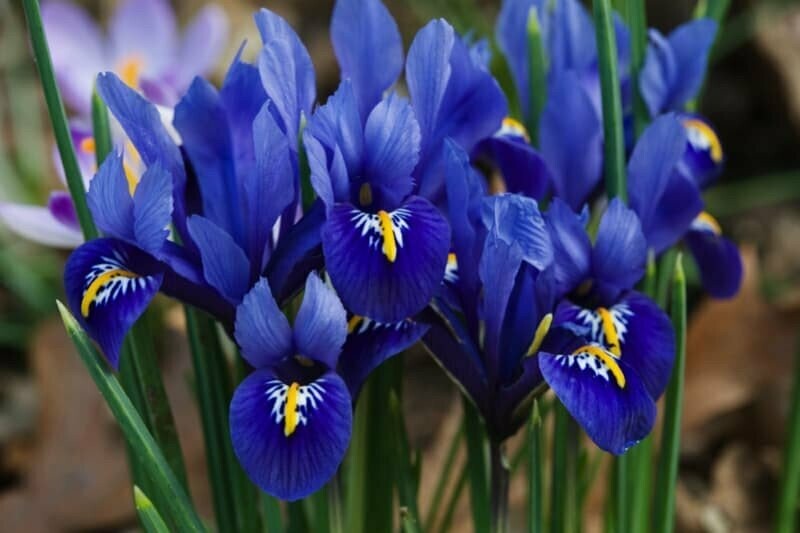 Zwergiris Iris reticulata 'Harmony'
