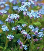 Vergissmeinnicht Myosotis sylvatica