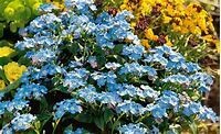 Vergissmeinnicht Myosotis sylvatica 'Myomark'