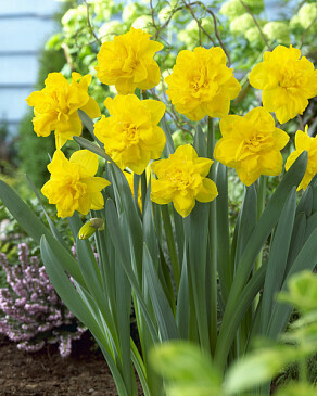 Narzisse Osterglocken gefüllt