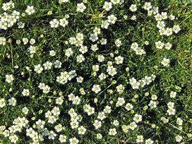 Sternmoos Sagina subulata