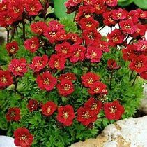 Moossteinbrech Saxifraga arendsii