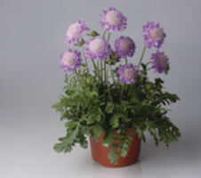 Taubenscabiose Scabiosa columbaria