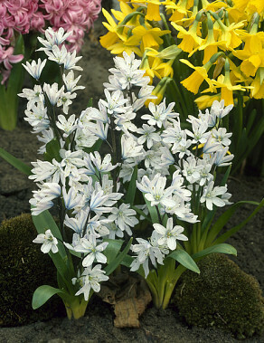 Blausternchen Scilla