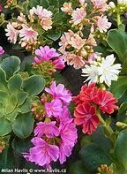 Lewisia cotyledon
