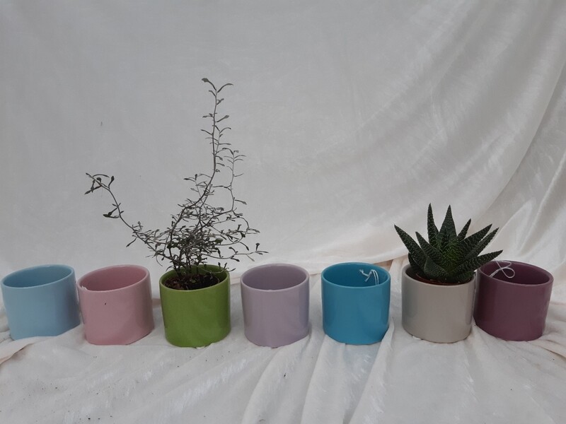 Minitopf Flora