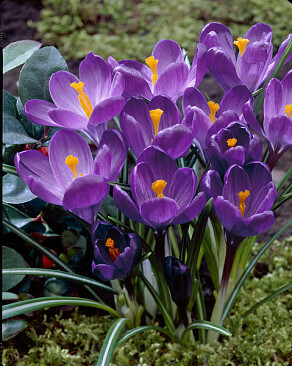Krokus Crocus vernus