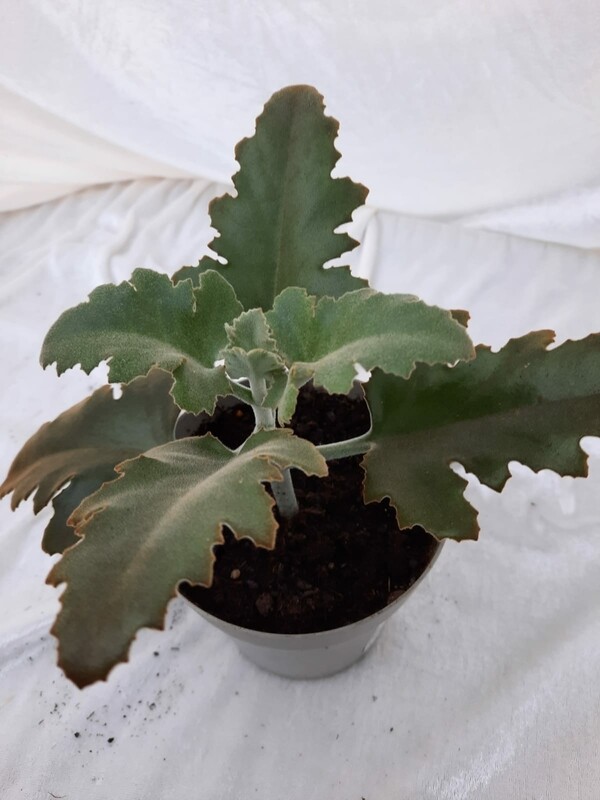 Kalanchoe Wildarten