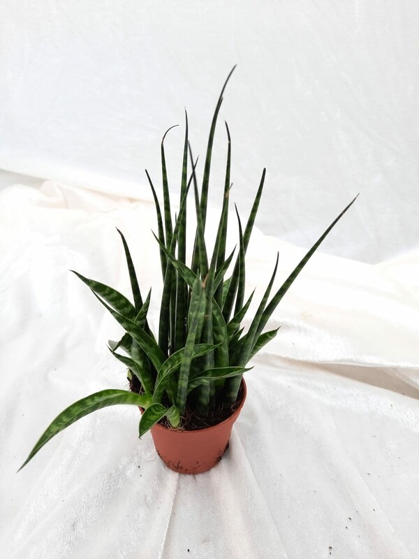 Sansevieria in Sorten