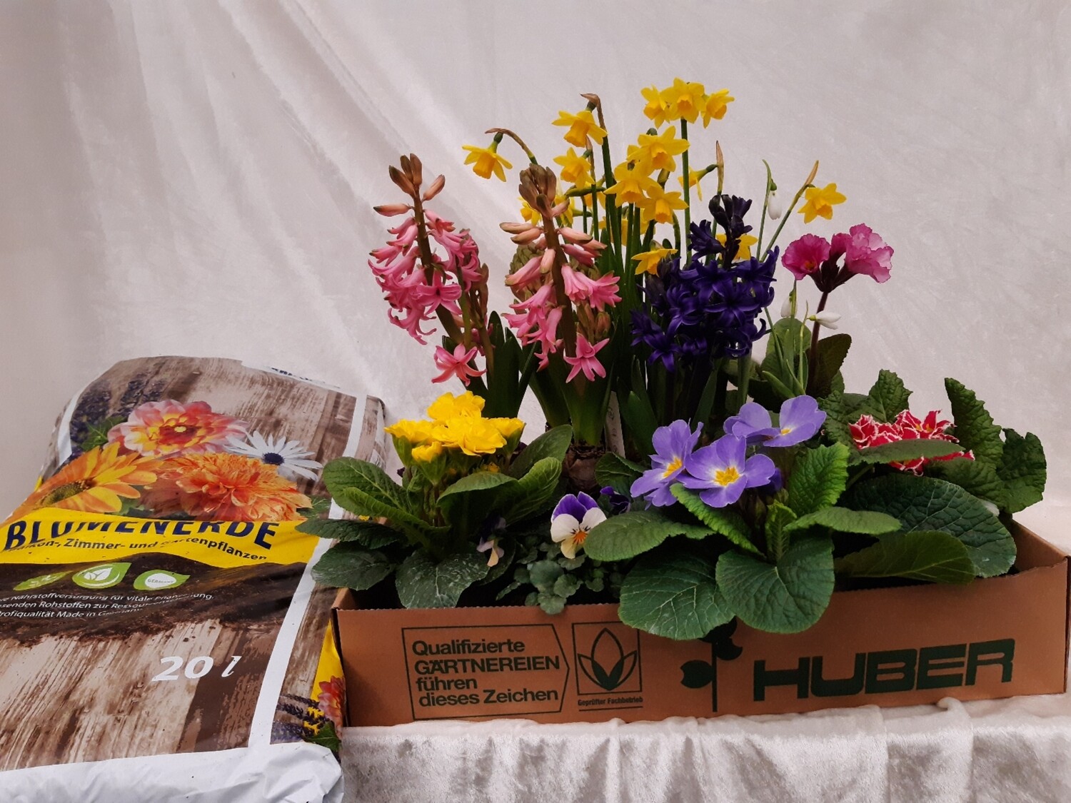 Karton Frühlingsblüher Mix