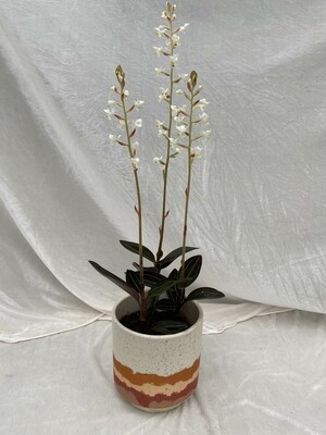 Orchidee Erdorchidee 