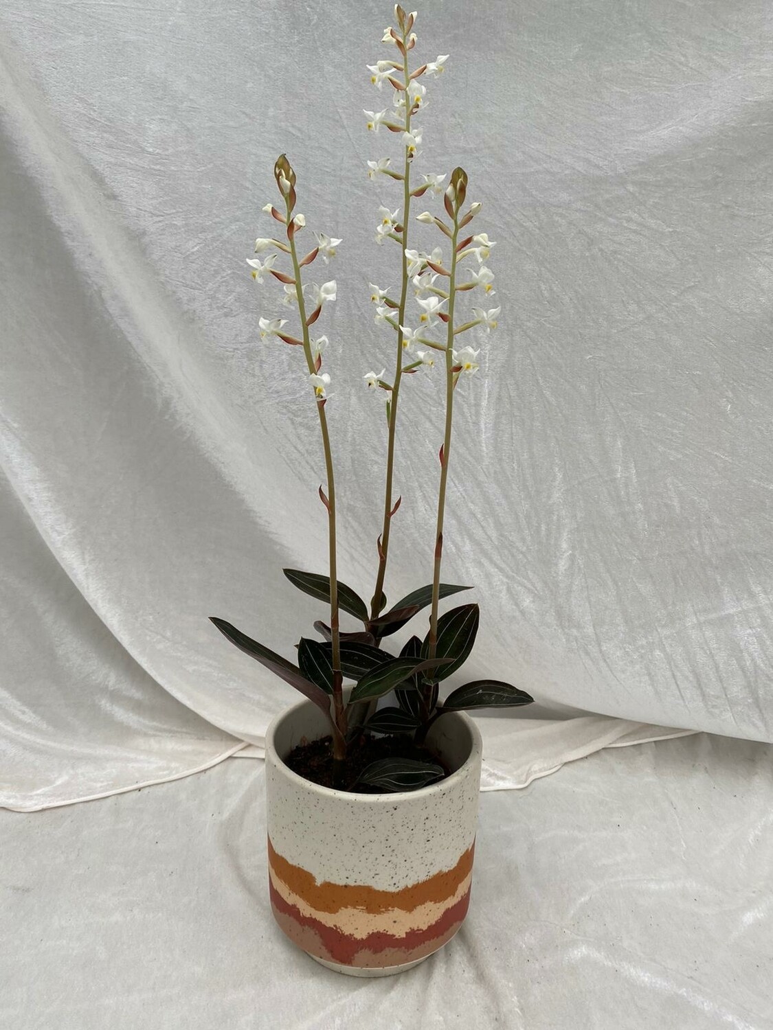 Orchidee Erdorchidee 