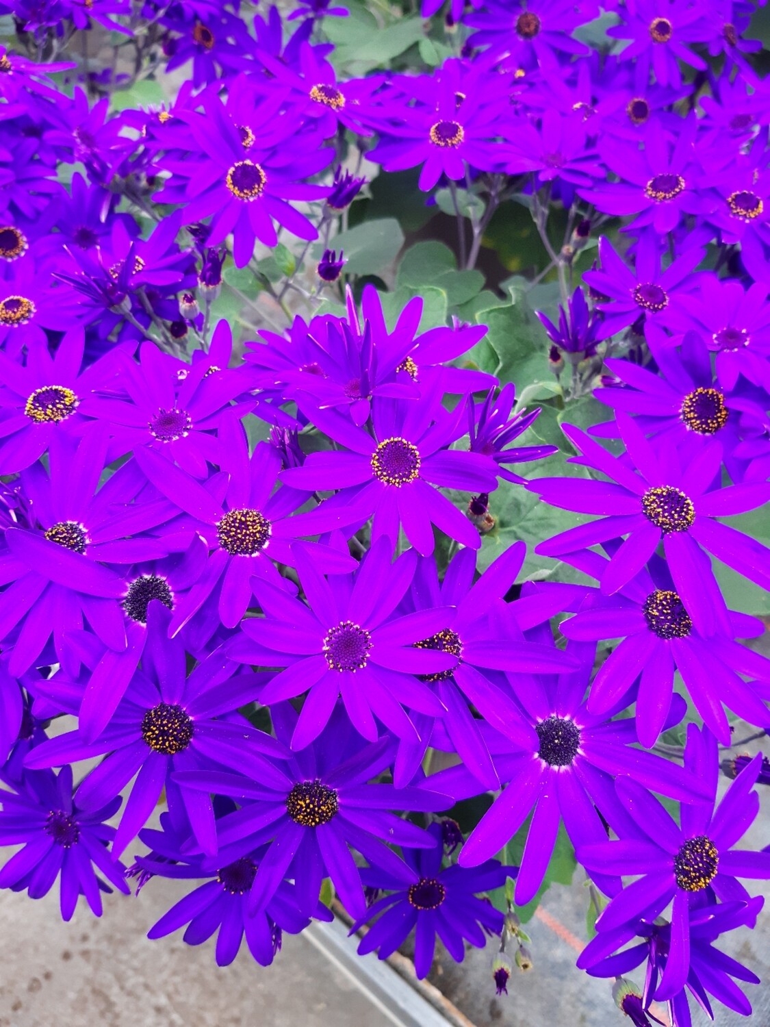 Senetti  Pericallis