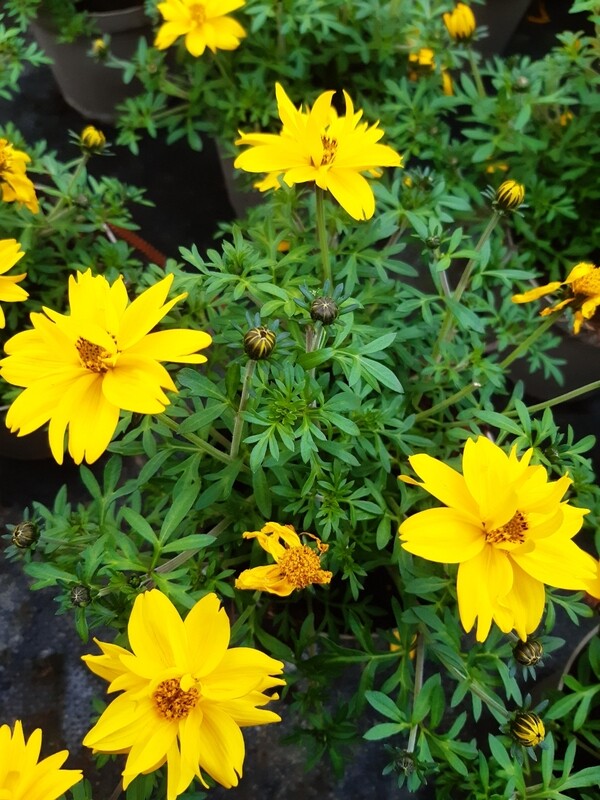Bidens Goldzweizahn