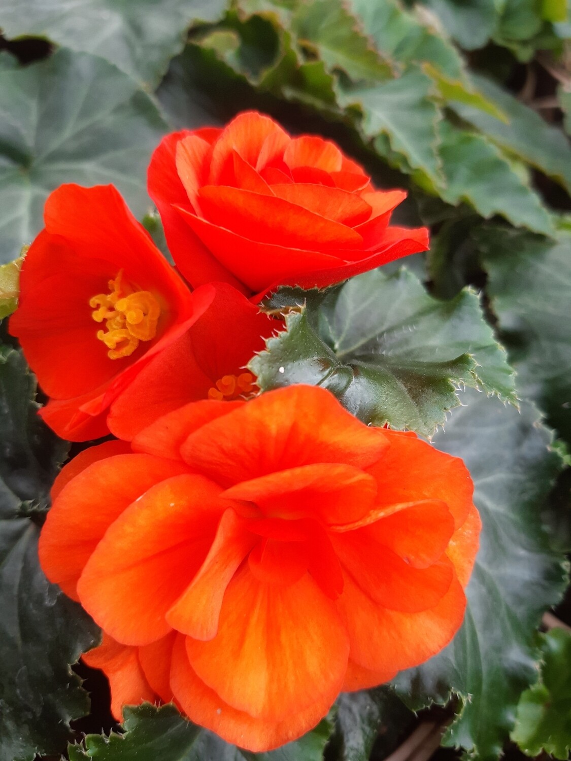 Begonia Knollenbegonia