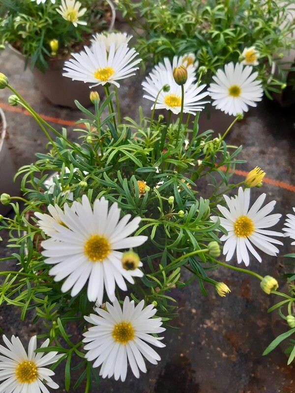Brachyscome, australisches Gänseblümchen