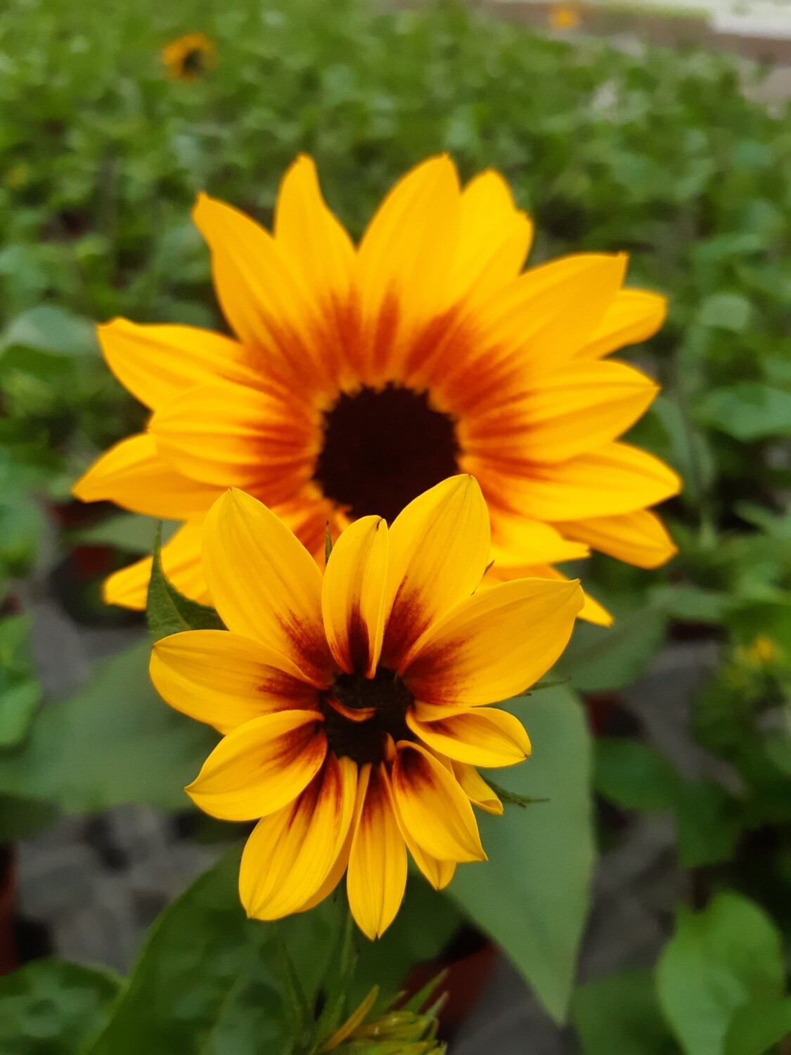 Helianthus Sonnenblume &#39;Sunbelievable&#39;