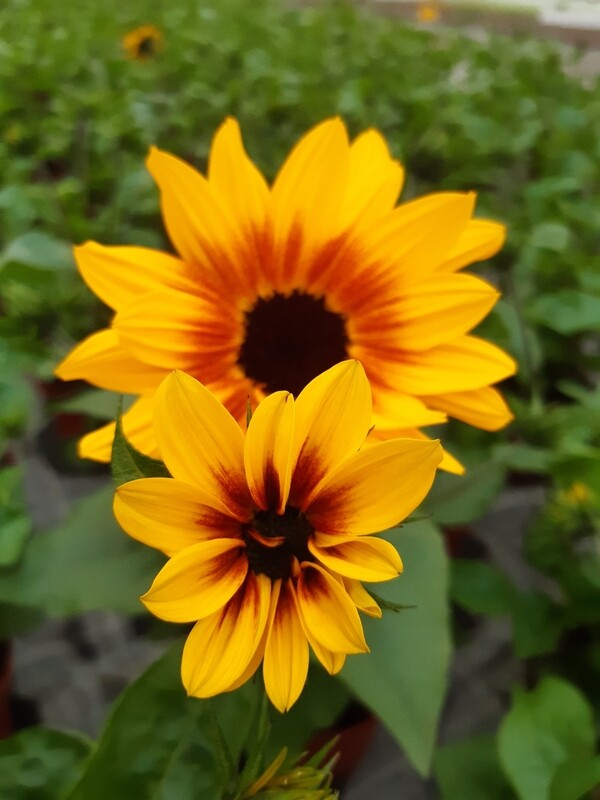 Helianthus Sonnenblume &#39;Sunbelievable&#39;