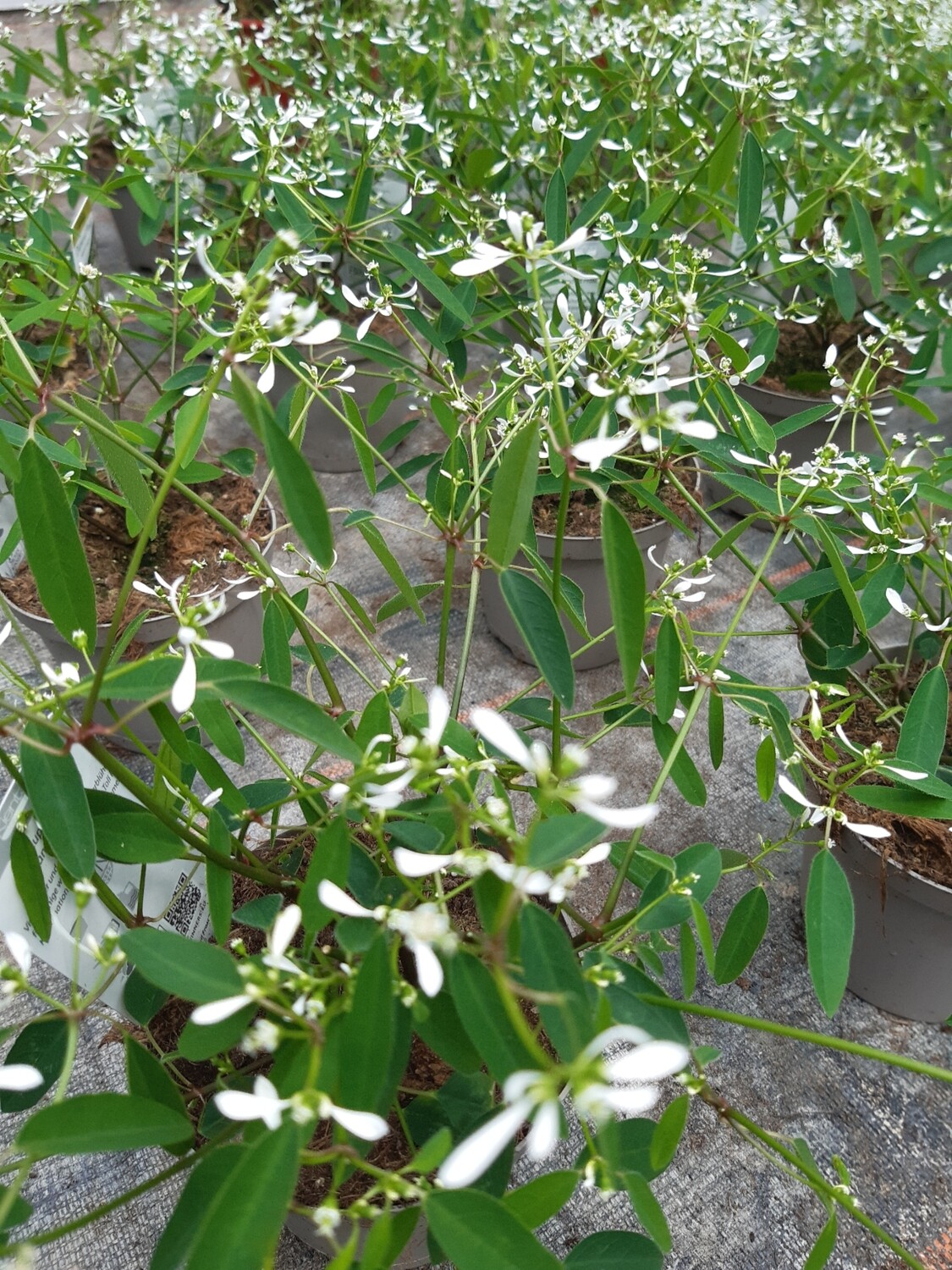 Euphorbia Diamond Frost, Zauberschnee