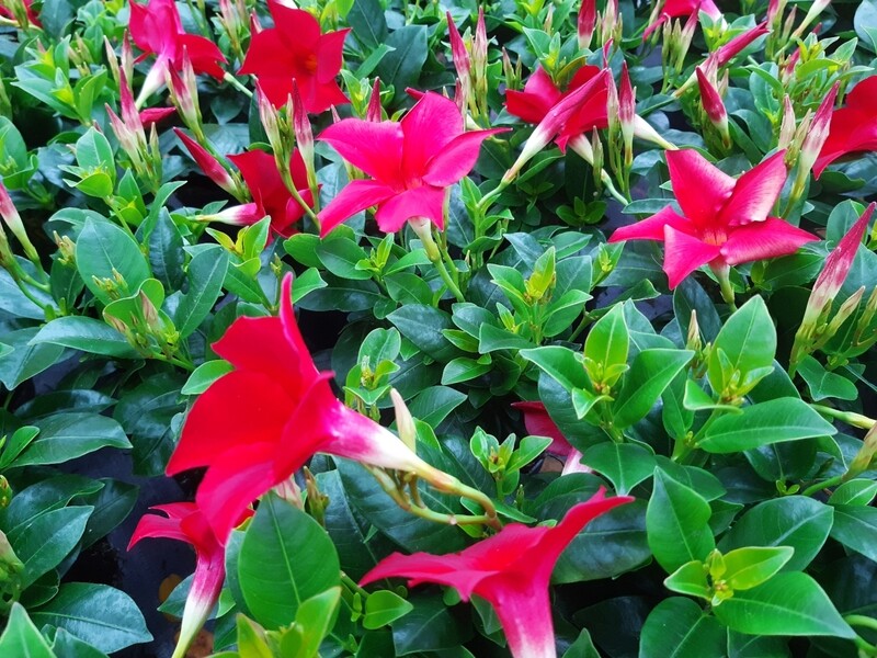 Dipladenia Sundaville
