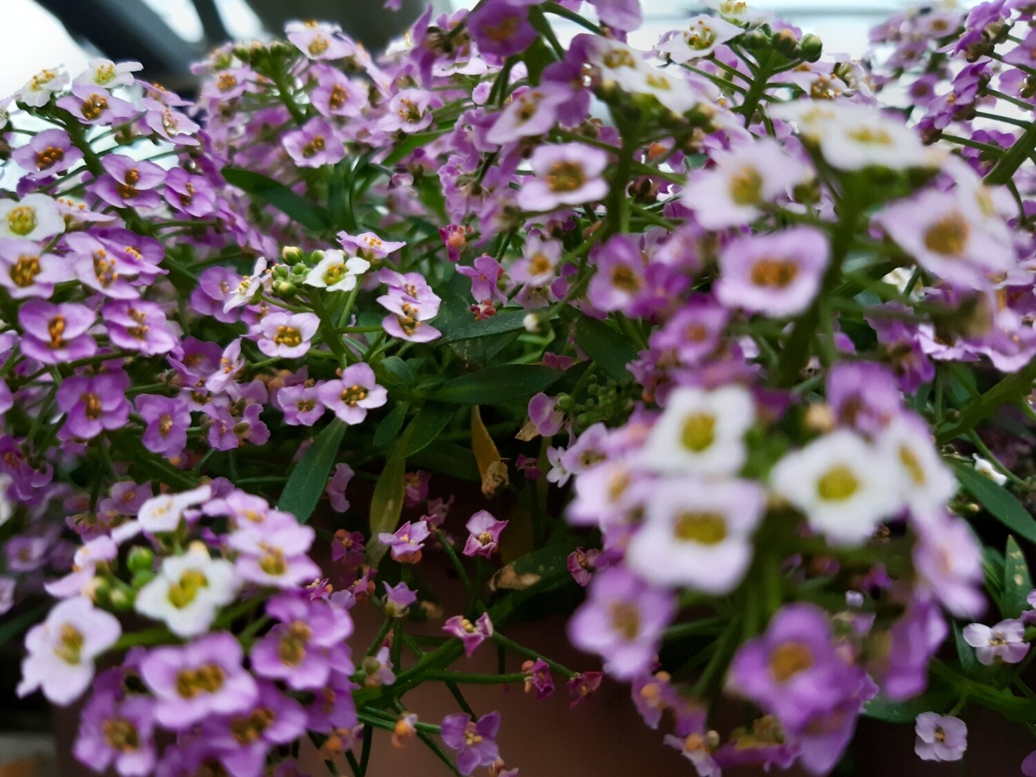 Alyssum  ( Lobularia maritima) T12