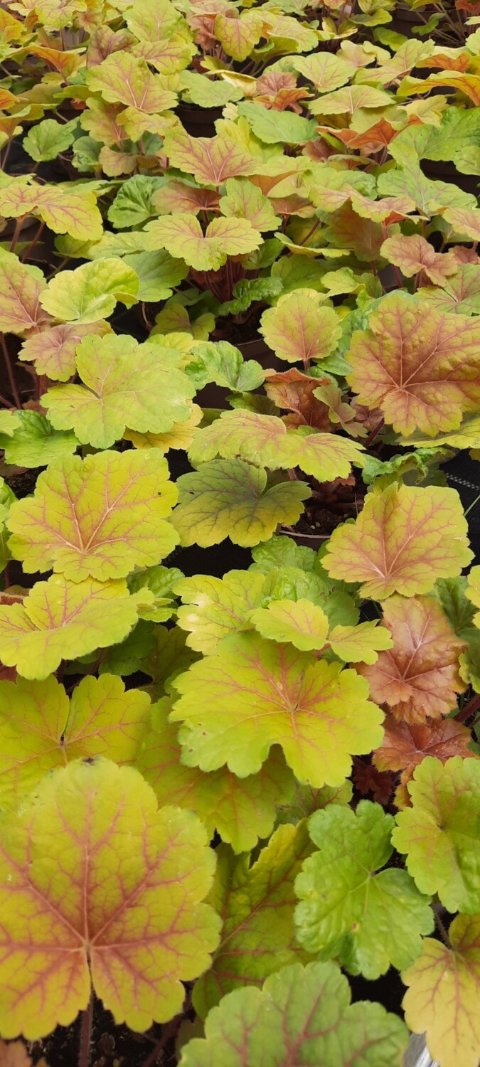 Purpurglöckchen/Heuchera T11