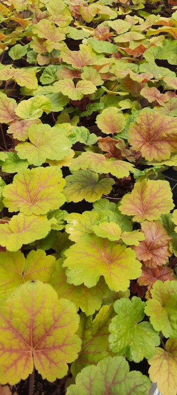 Purpurglöckchen/Heuchera T11