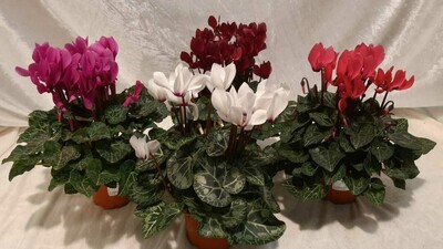 Alpenveilchen "Midi"