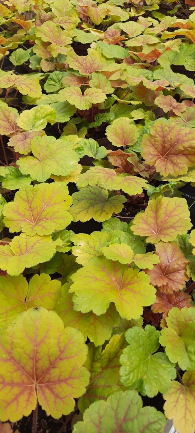 Purpurglöckchen/Heuchera T9