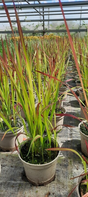 Japanisches Blutgras- Imperata cylindrica 'Red Baron' T17