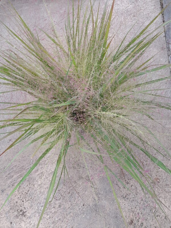 Eragrostis 
Purpur-Liebesgras T17