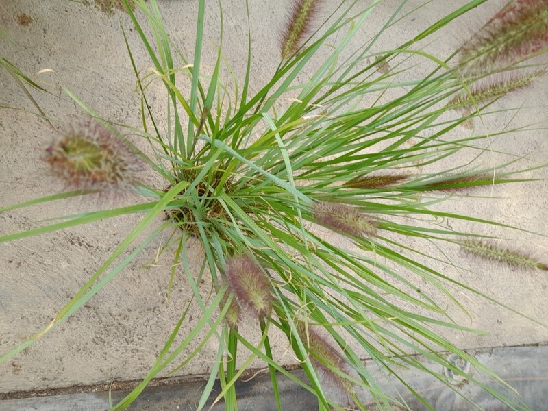 Pennisetum alopecuroides &#39;Red Head&#39;
Lampenputzergras T17