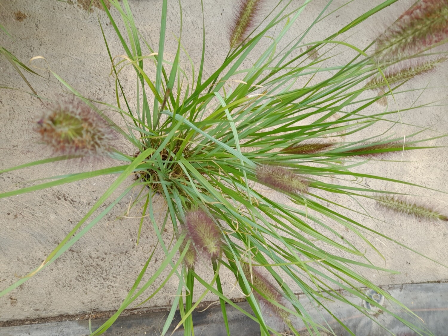 Pennisetum alopecuroides &#39;Red Head&#39;
Lampenputzergras T17