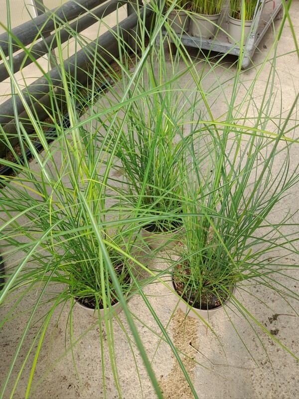 Miscanthus 'Kleine Silberspinne' Chinaschilf T17