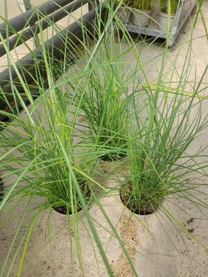 Miscanthus 'Kleine Silberspinne' Chinaschilf T17