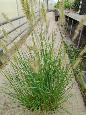 Pennisetum alopecuroides 'Hameln' Lampenputzergras T17