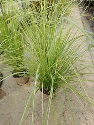 Pennisetum alopecuroides  Lampenputzergras T17