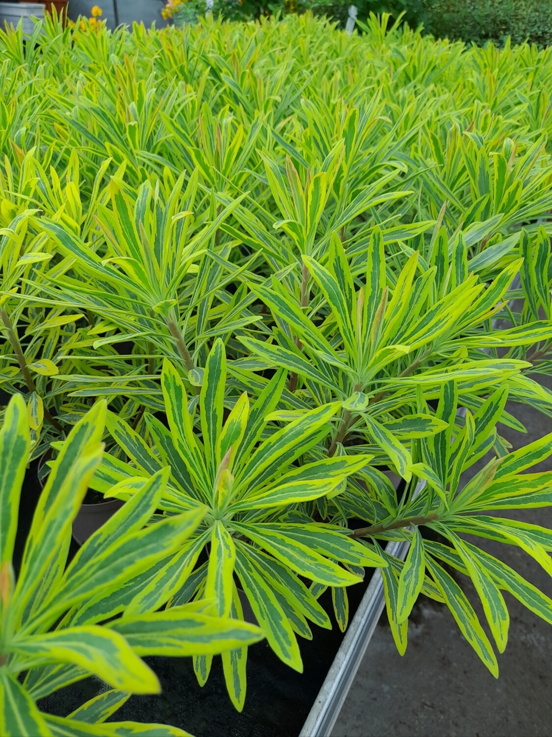 Euphorbia  Wolfsmilch T11