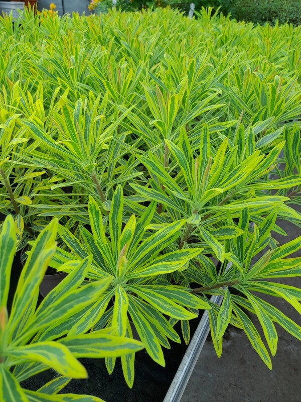 Euphorbia  Wolfsmilch T11