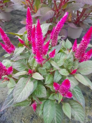 Celosia Federbusch T11