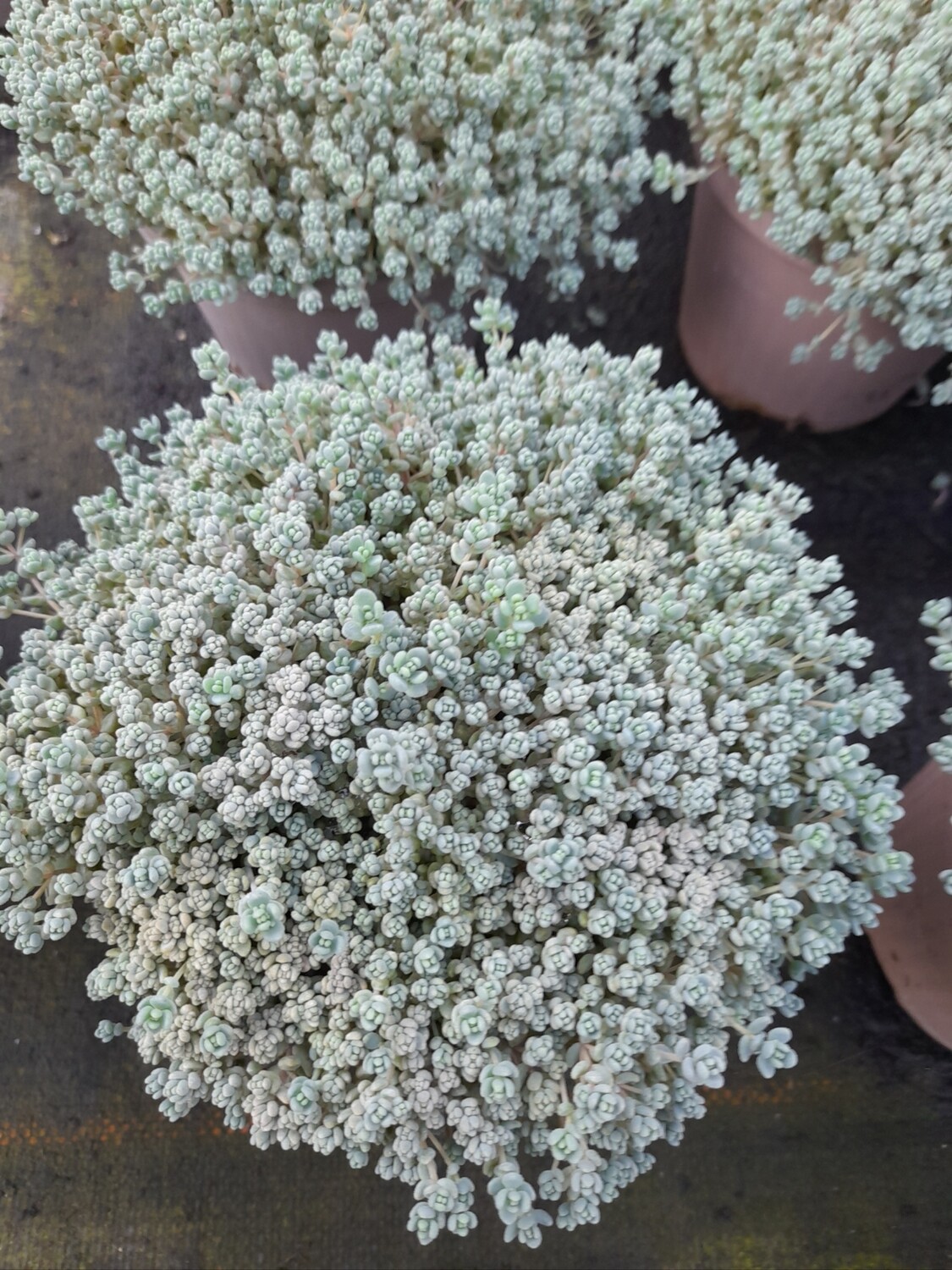 Sedum Fetthenne in Sorten T11