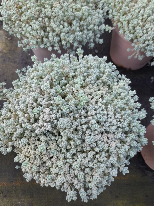Sedum Fetthenne in Sorten T11