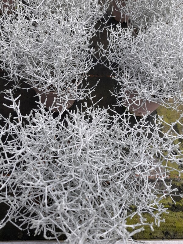Calocephalus brownii    Stacheldraht / Wüstenkraut T11